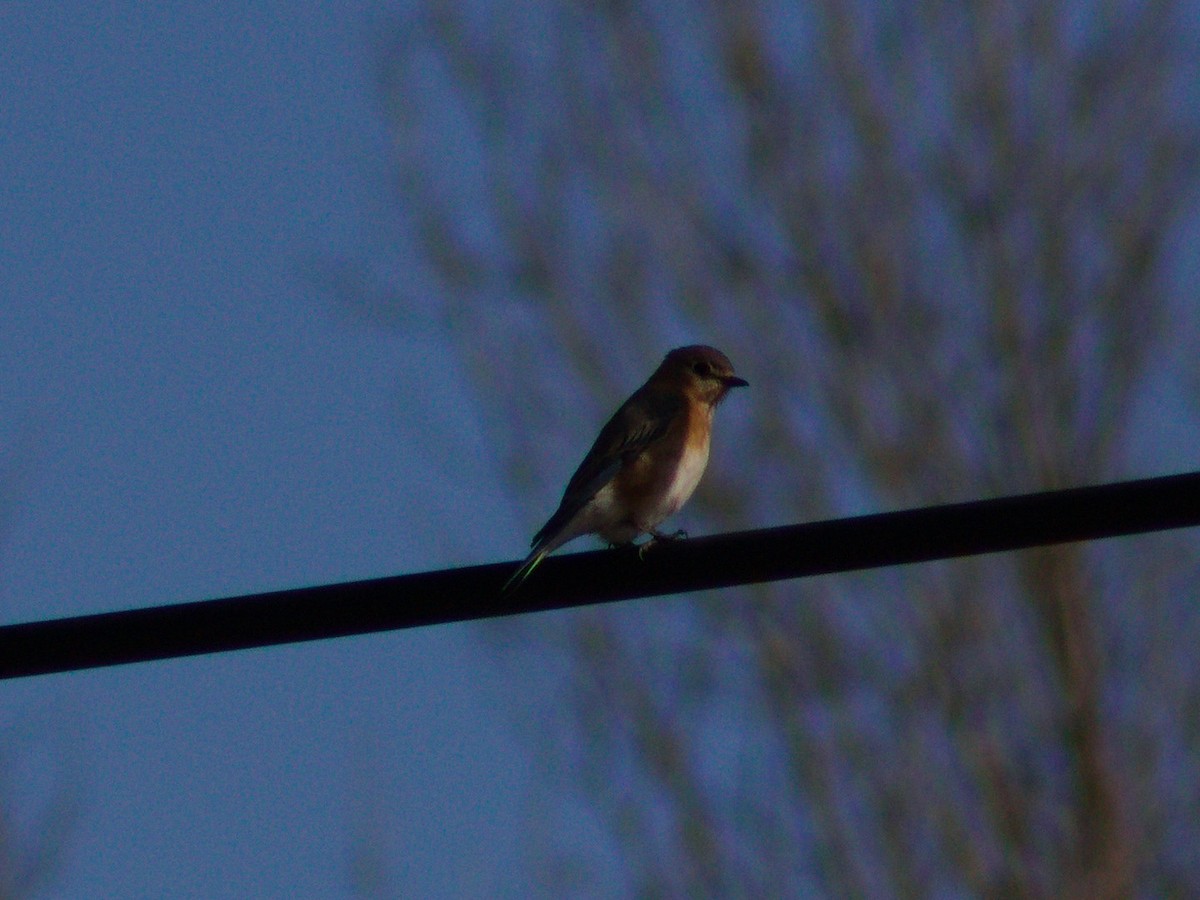 Eastern Bluebird - ML629136253