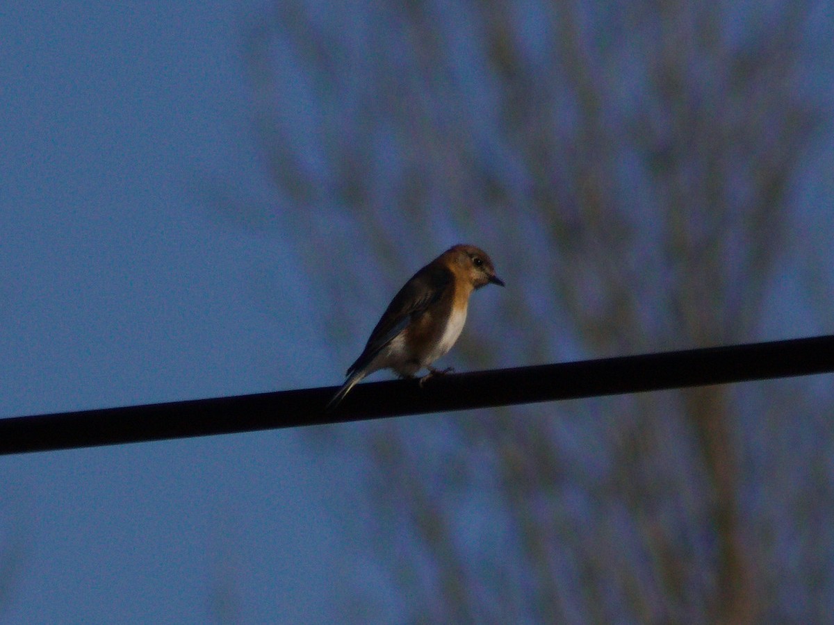 Eastern Bluebird - ML629136254