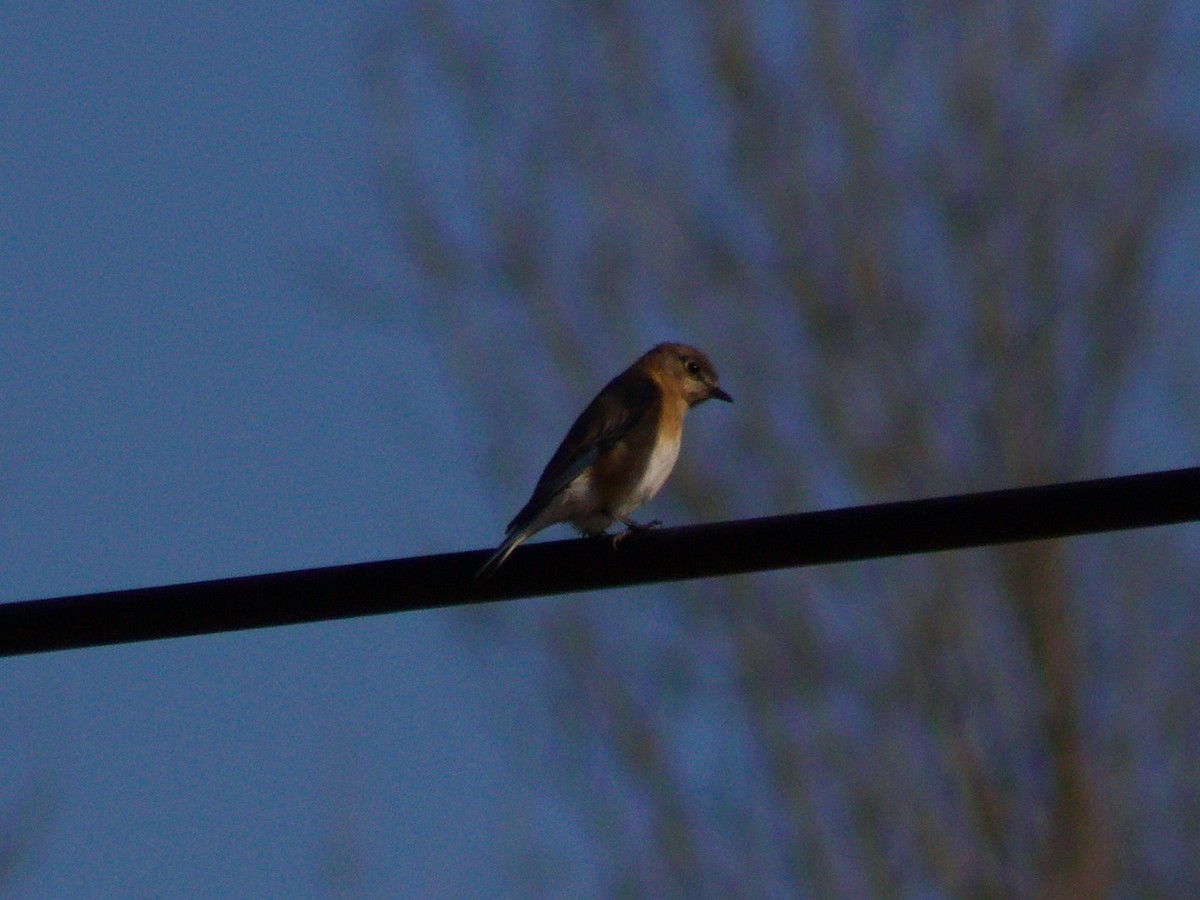 Eastern Bluebird - ML629136255