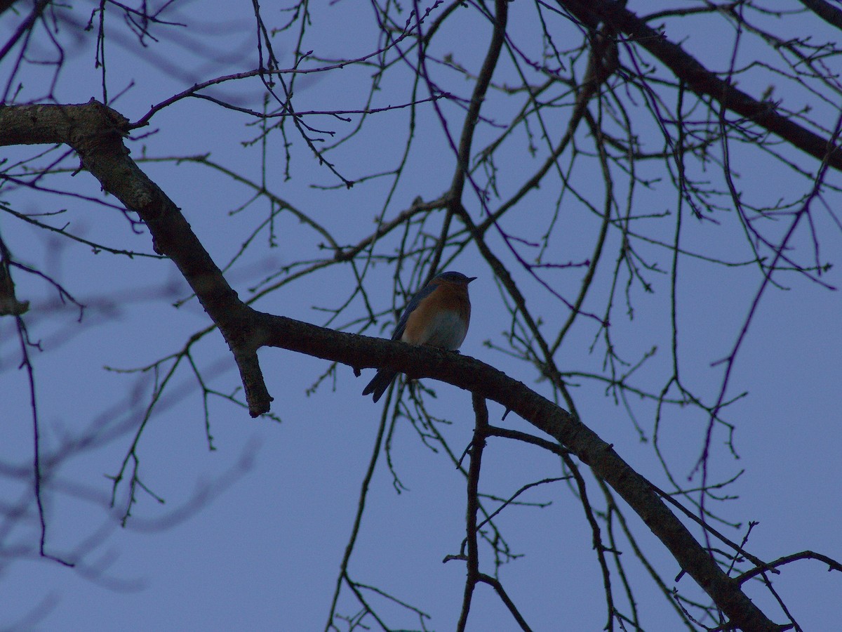 Eastern Bluebird - ML629136256