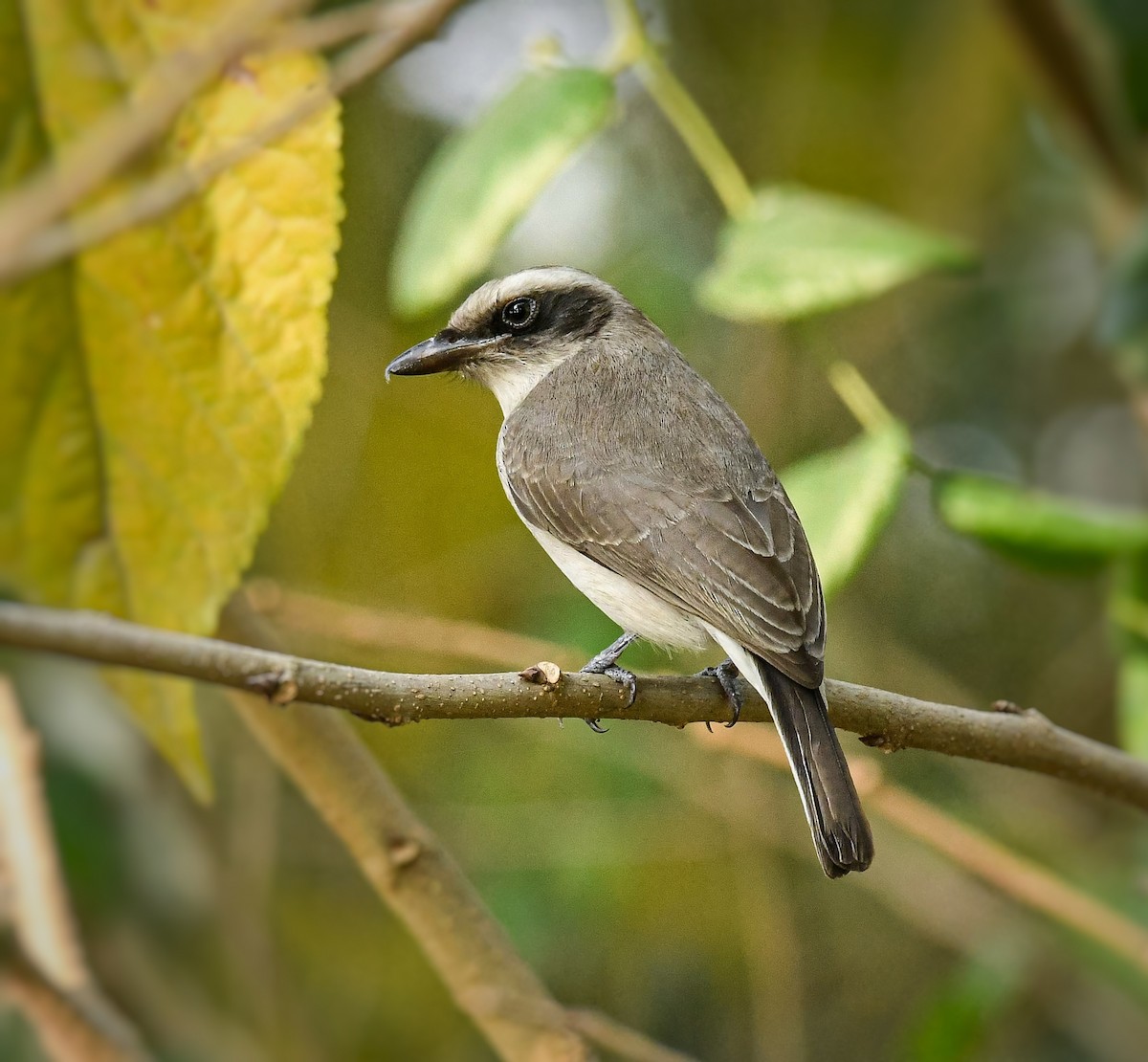 Common Woodshrike - ML629136362