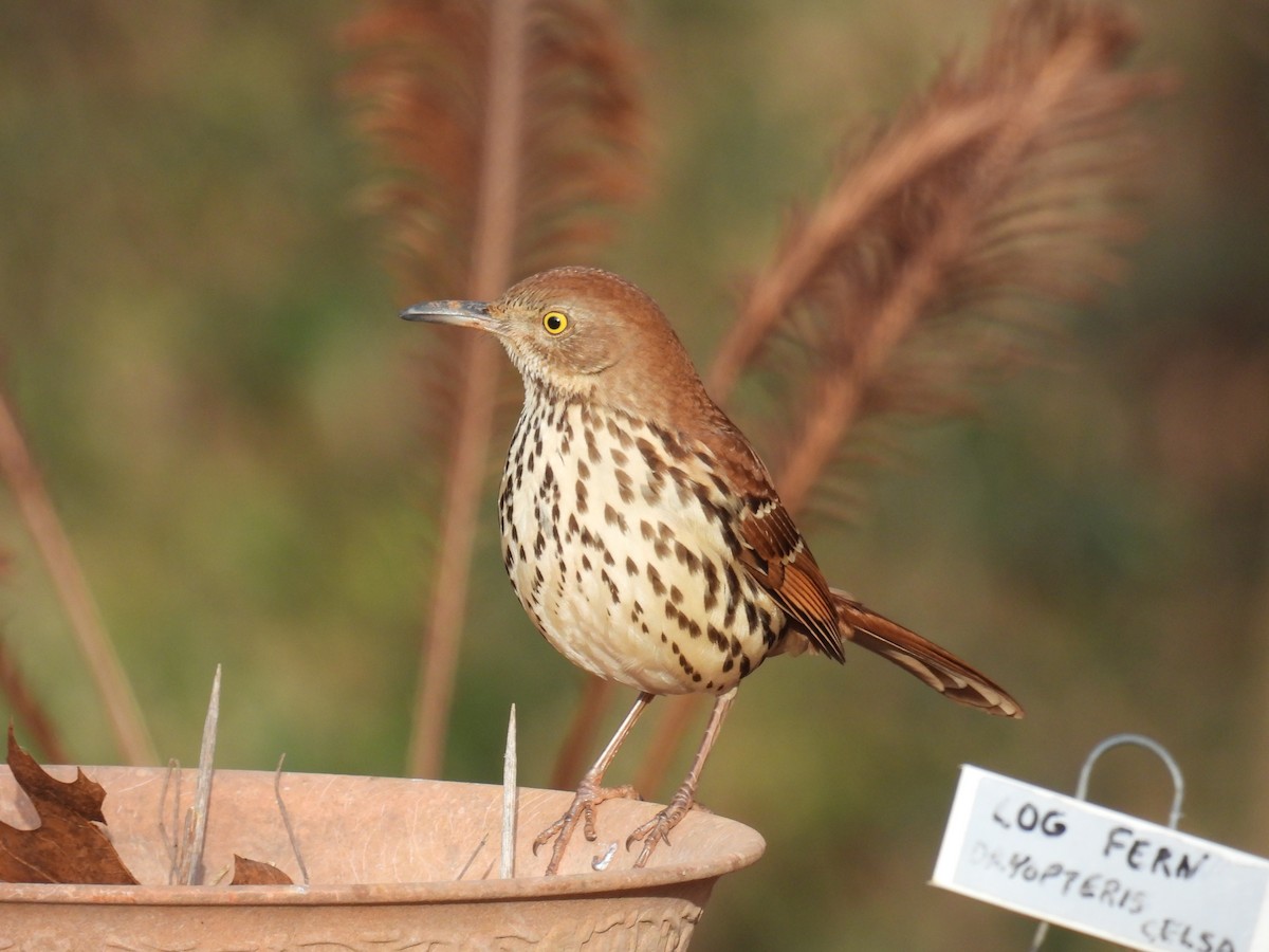 Brown Thrasher - ML629136477