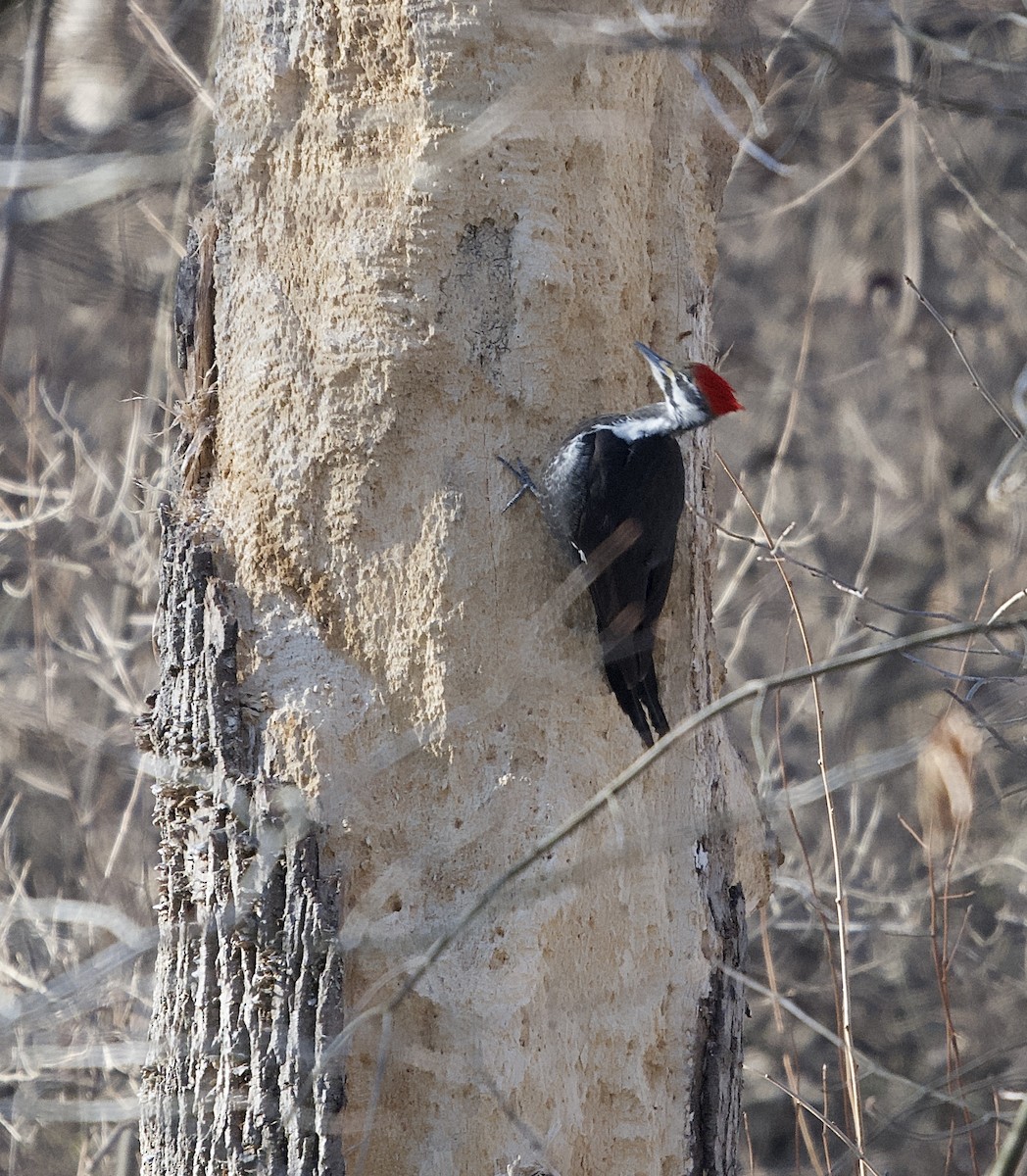 Pileated Woodpecker - ML629136637