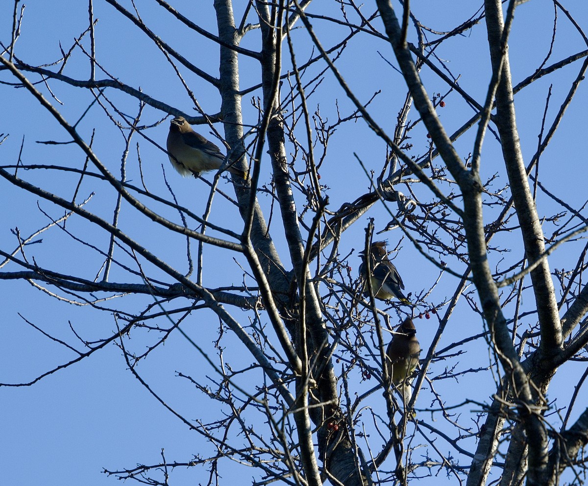 Cedar Waxwing - ML629136650