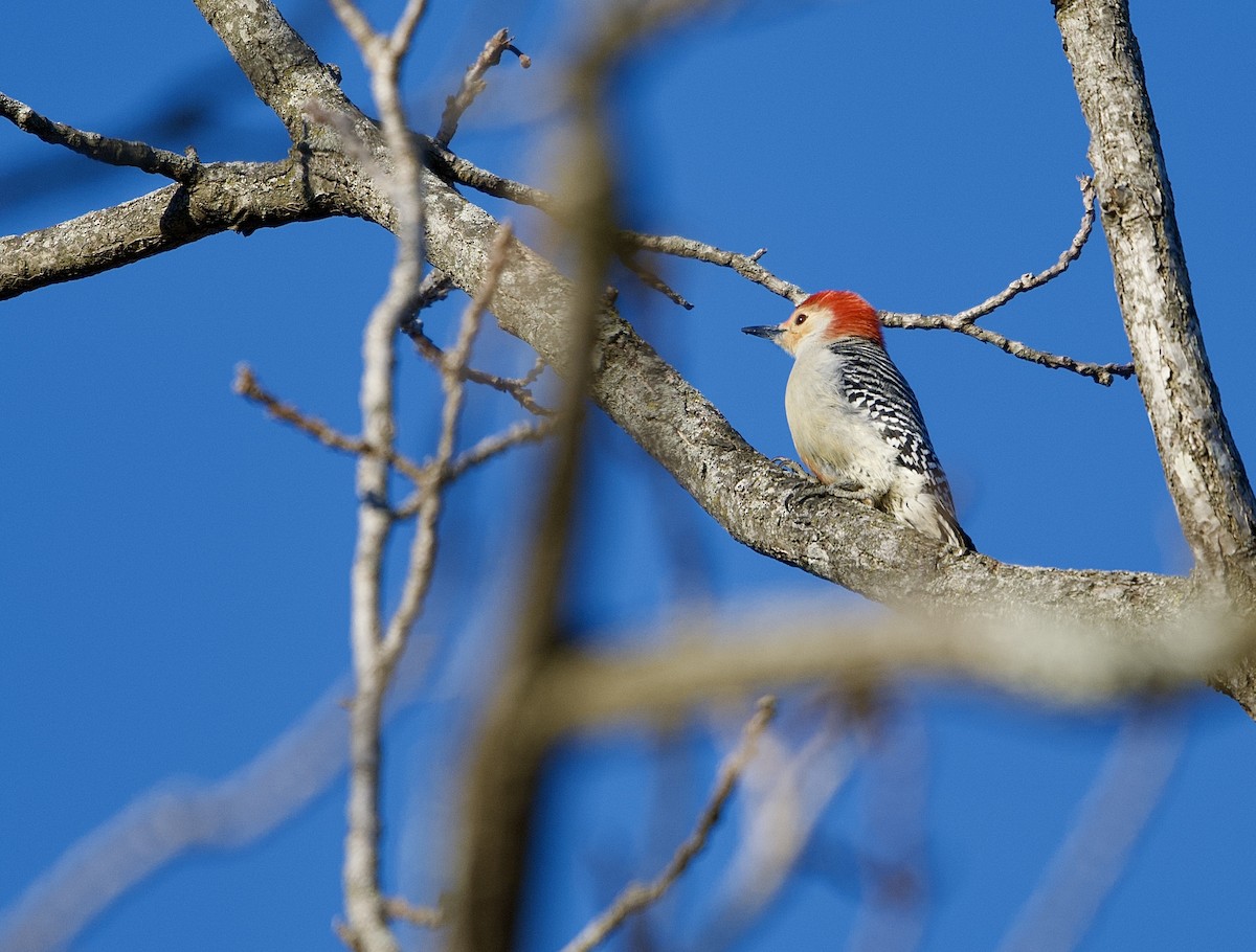 Red-bellied Woodpecker - ML629136659