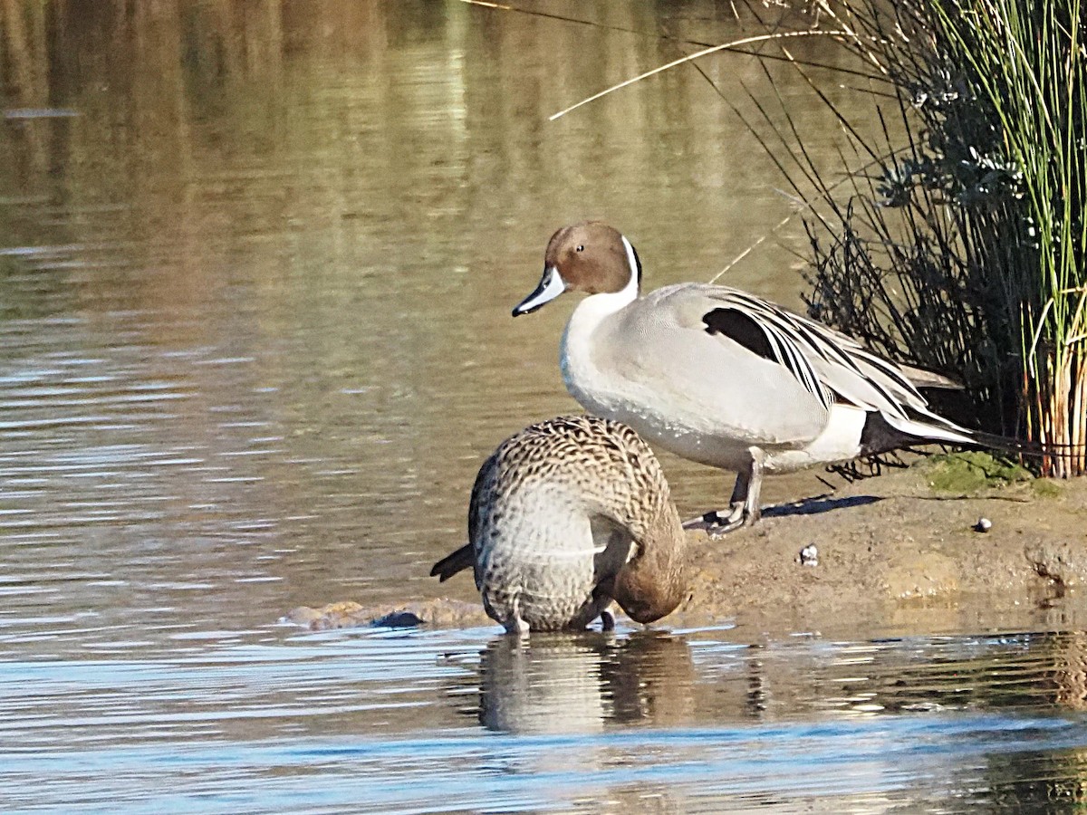 Northern Pintail - ML629136703