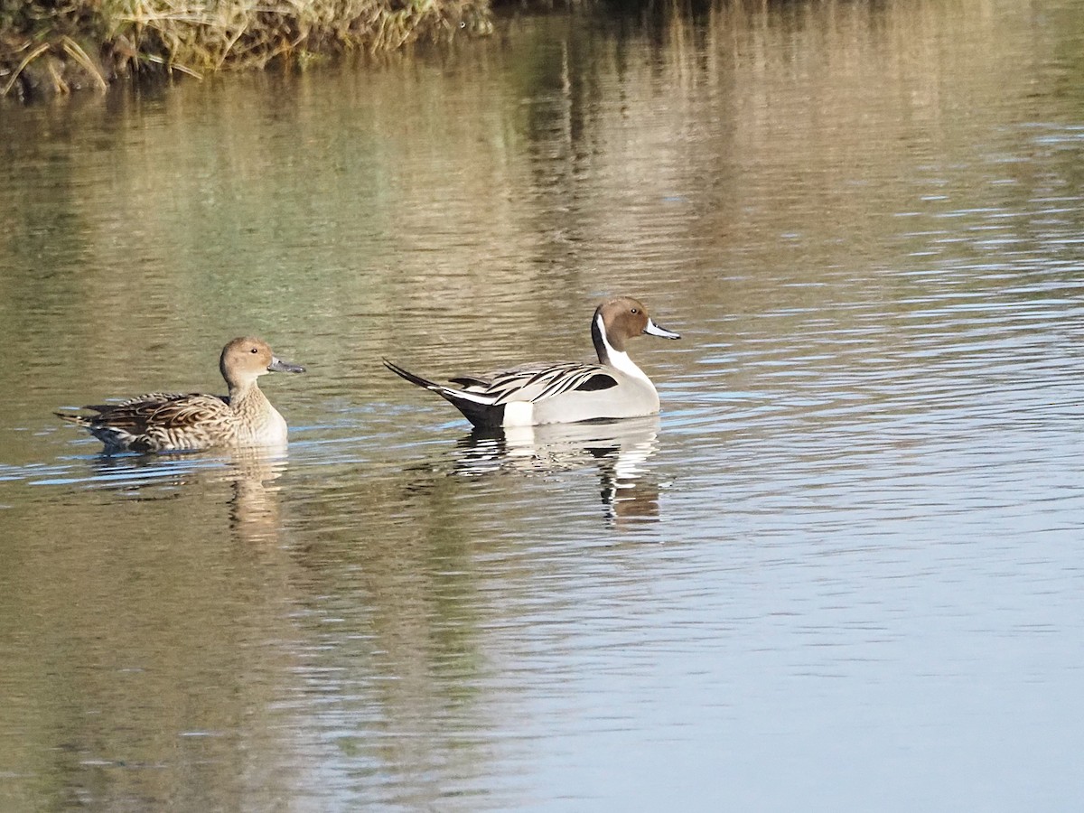 Northern Pintail - ML629136714