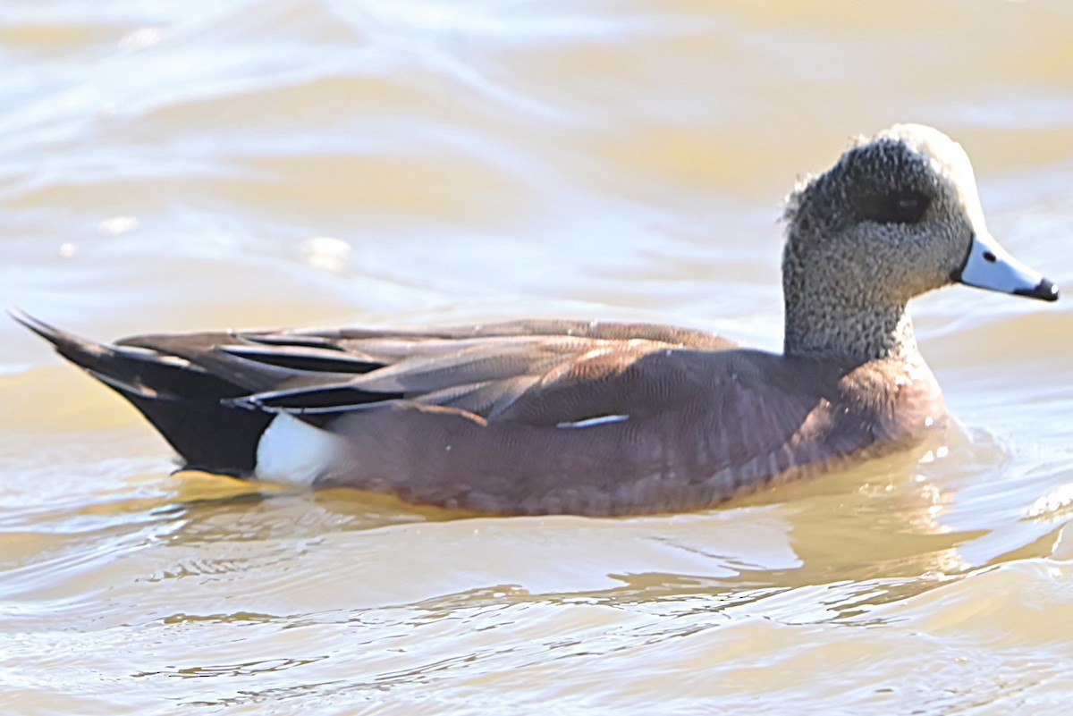 Northern Pintail - ML629136722