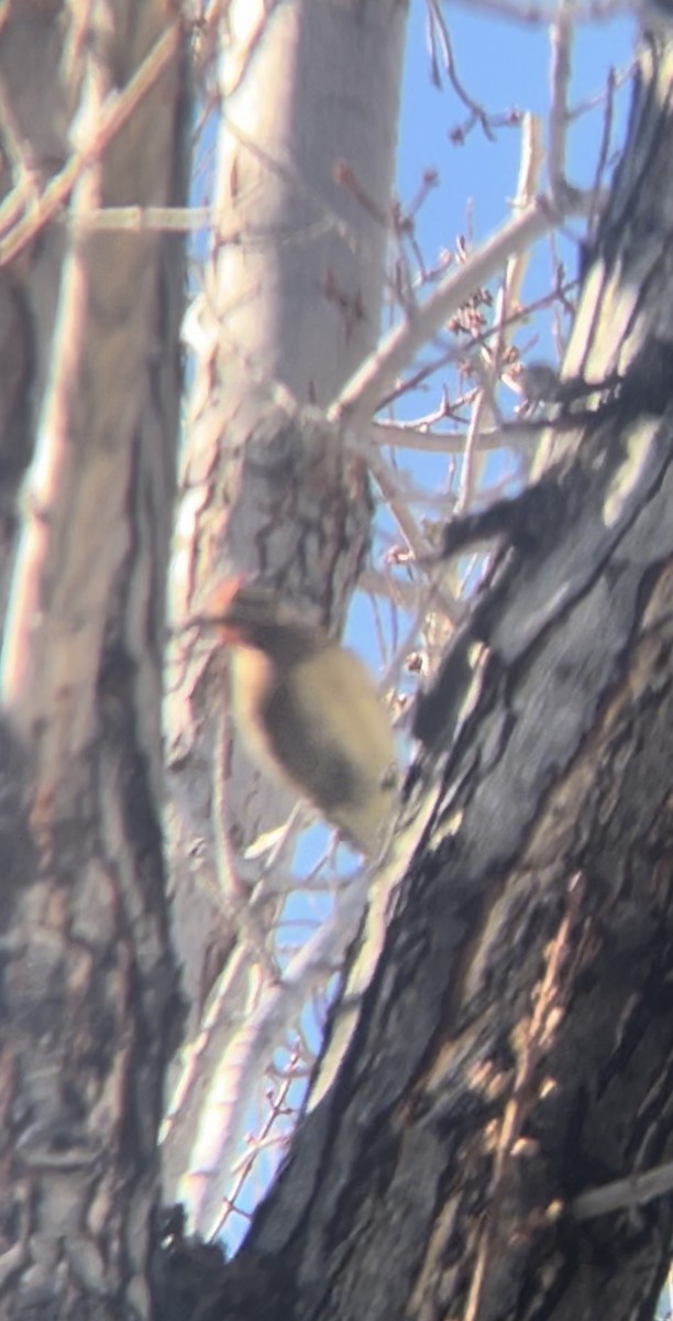 シルスイキツツキ - ML629136846