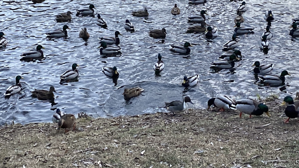 Northern Pintail - ML629137076