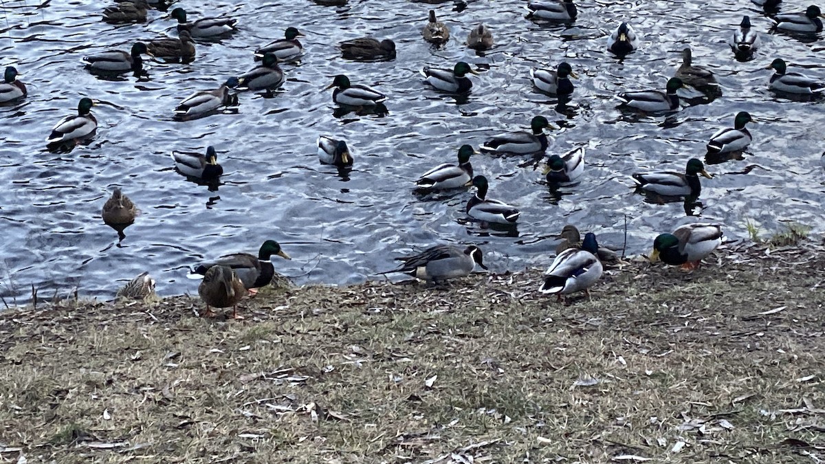 Northern Pintail - ML629137106