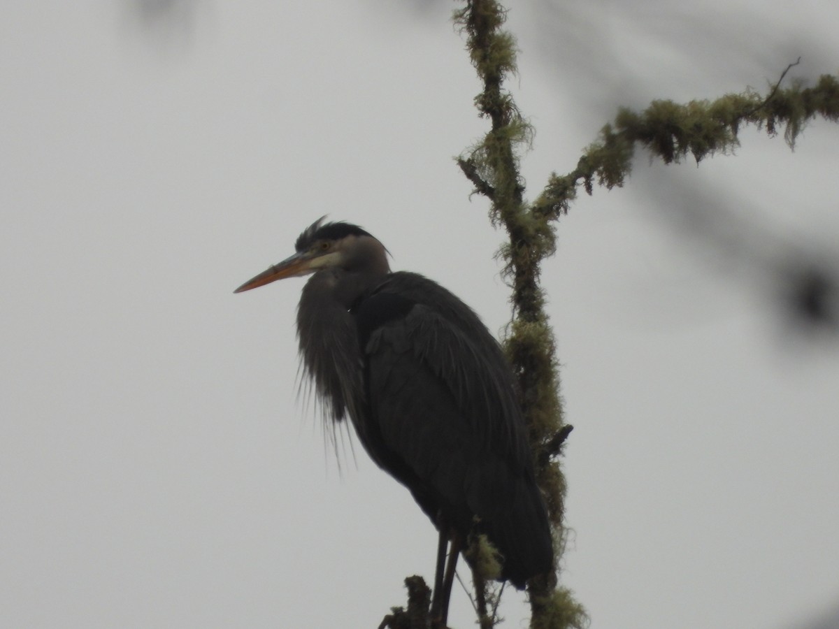 Great Blue Heron - ML629137466