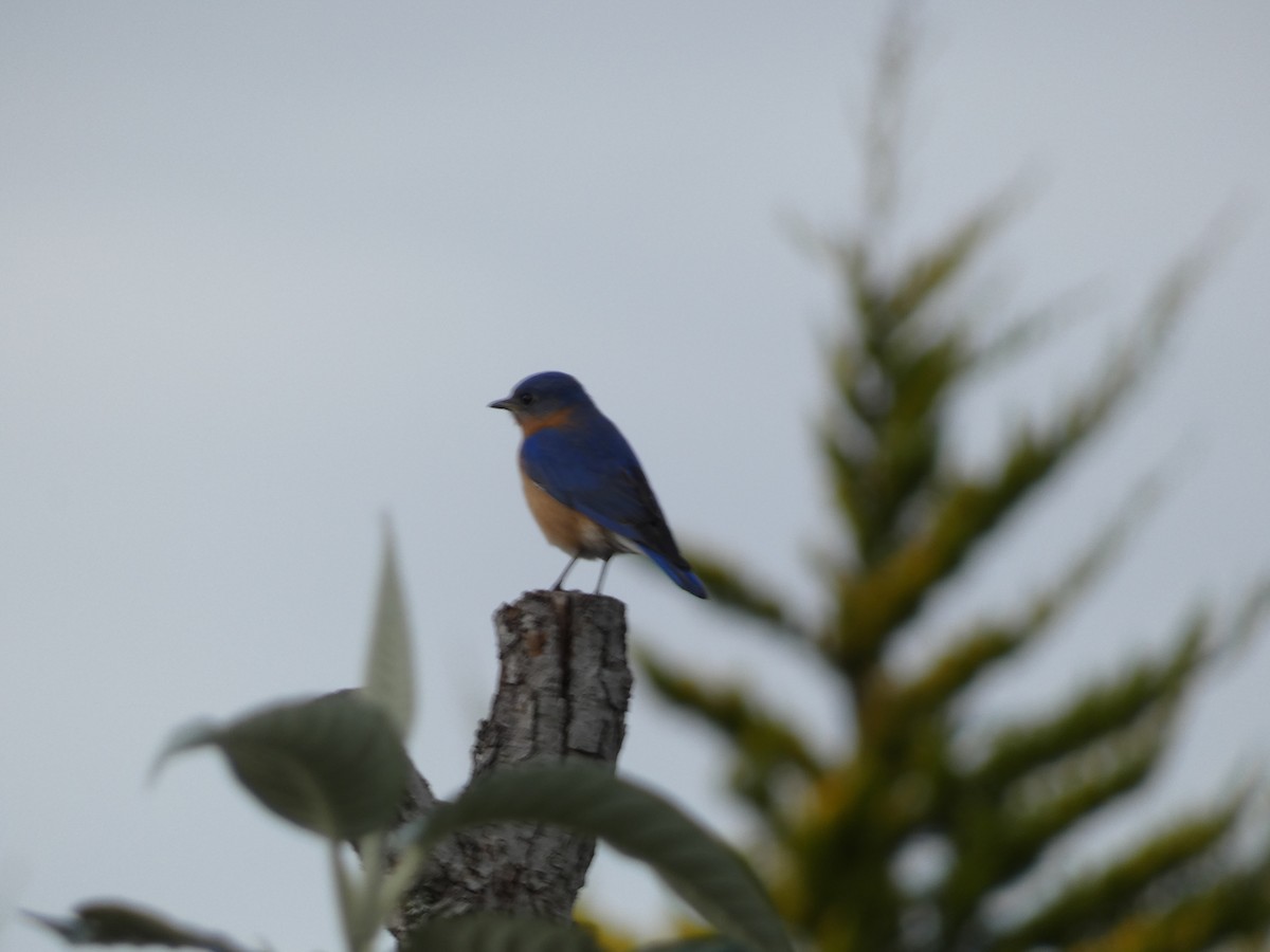 Eastern Bluebird - ML629137745