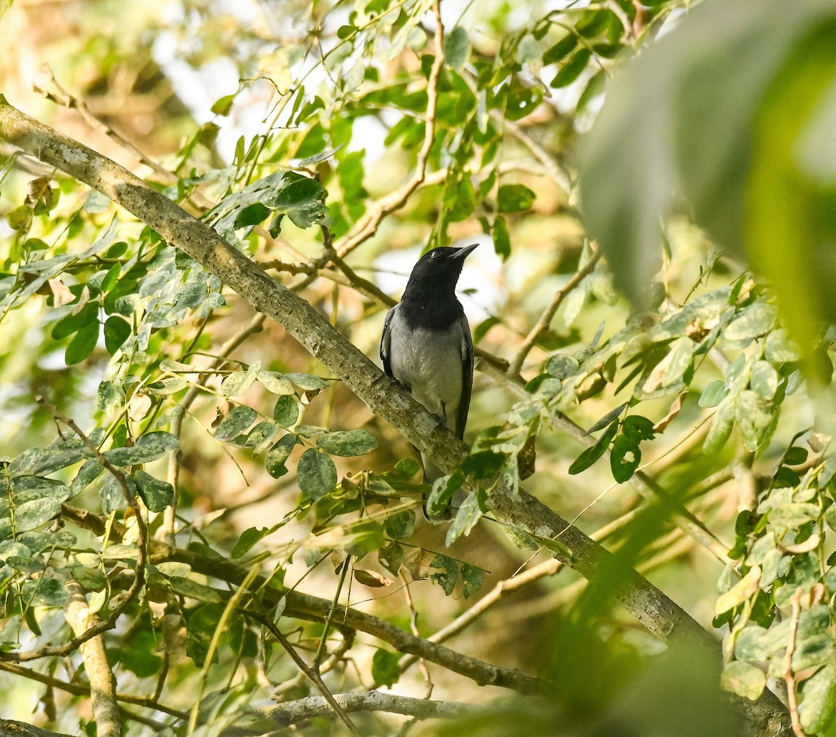 Black-headed Cuckooshrike - ML629137859
