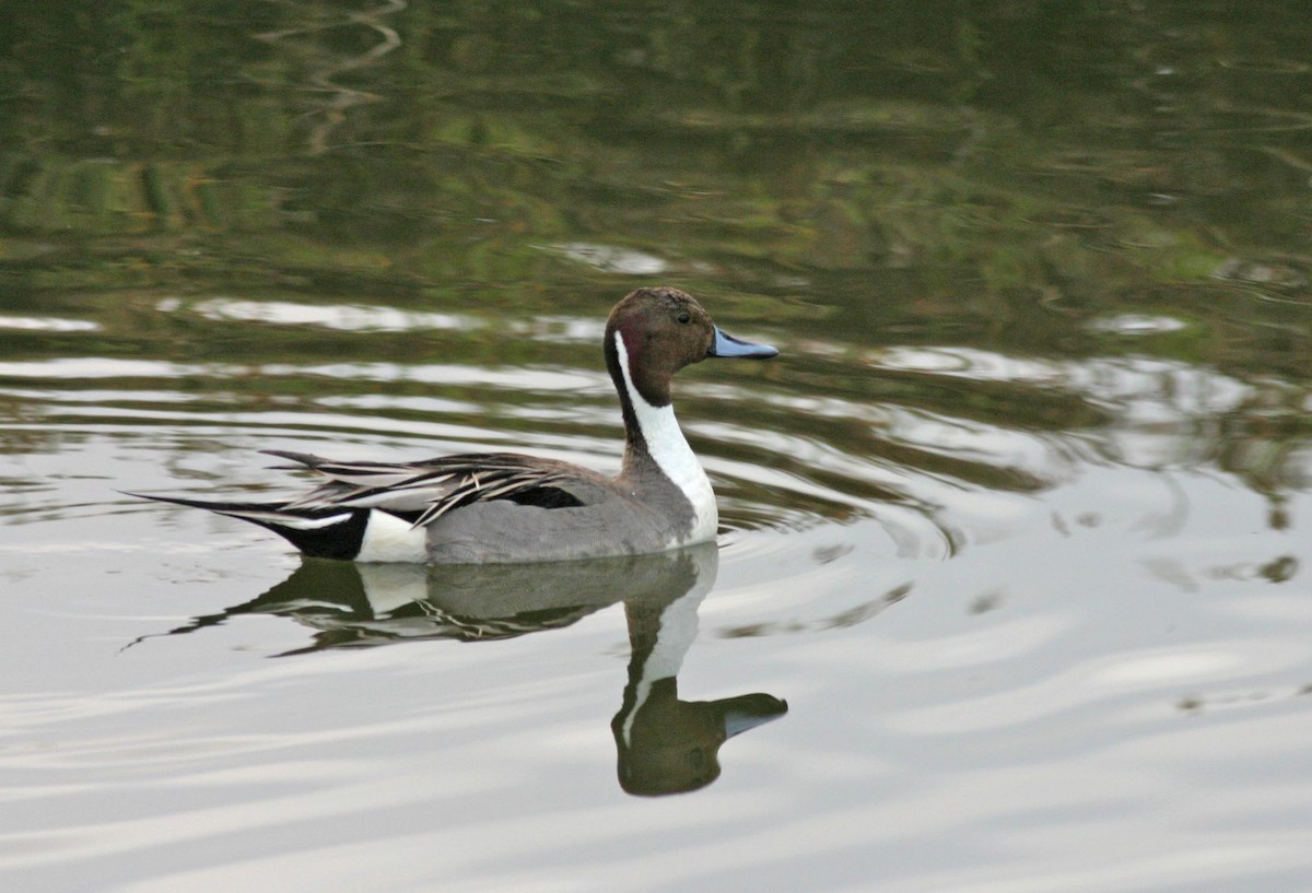 Northern Pintail - ML629137930