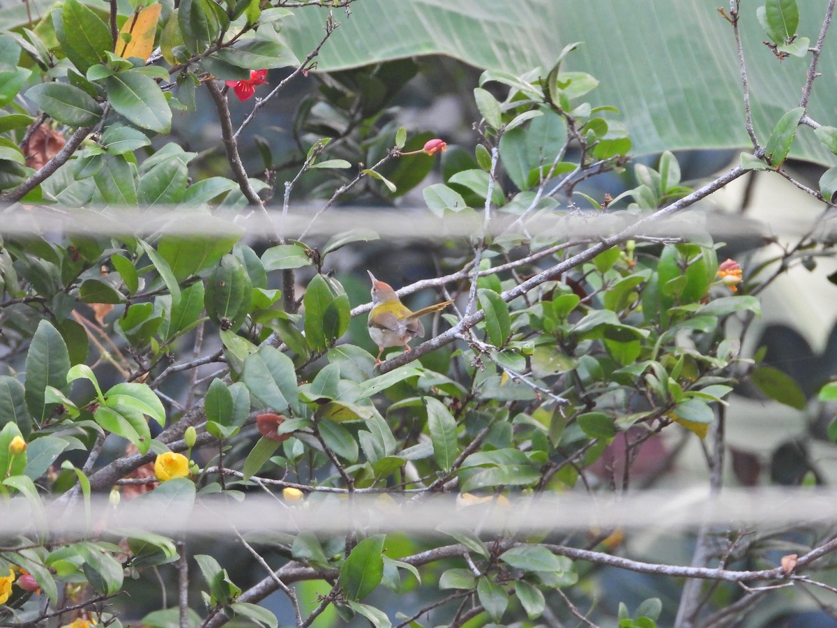 Common Tailorbird - ML629137937