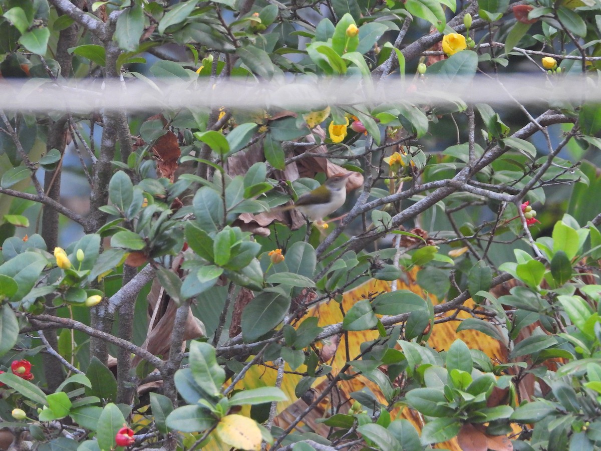 Common Tailorbird - ML629137938