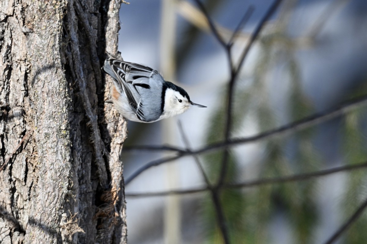 White-breasted Nuthatch - ML629137964