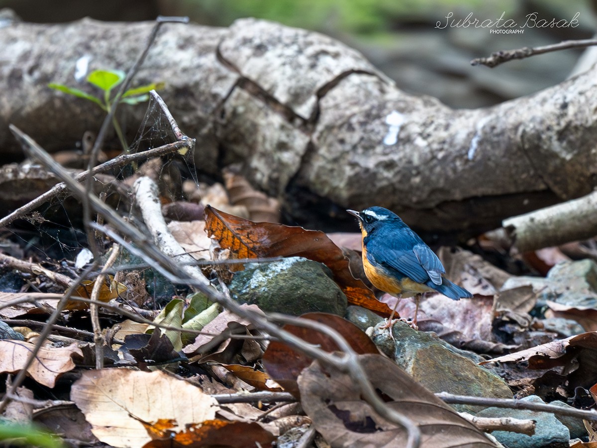 Indian Blue Robin - ML629137969