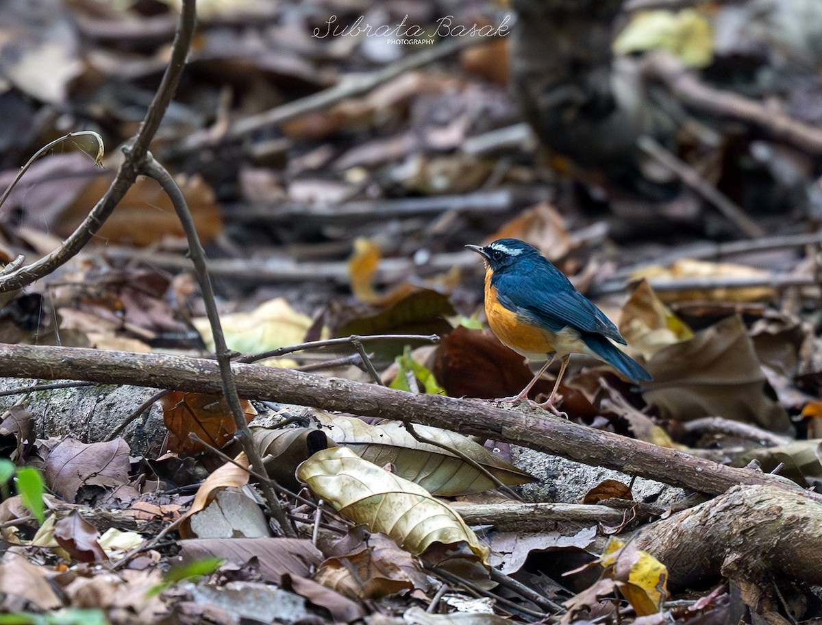 Indian Blue Robin - ML629137979