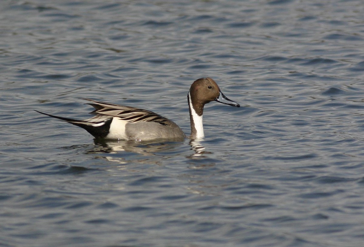 Northern Pintail - ML629137986