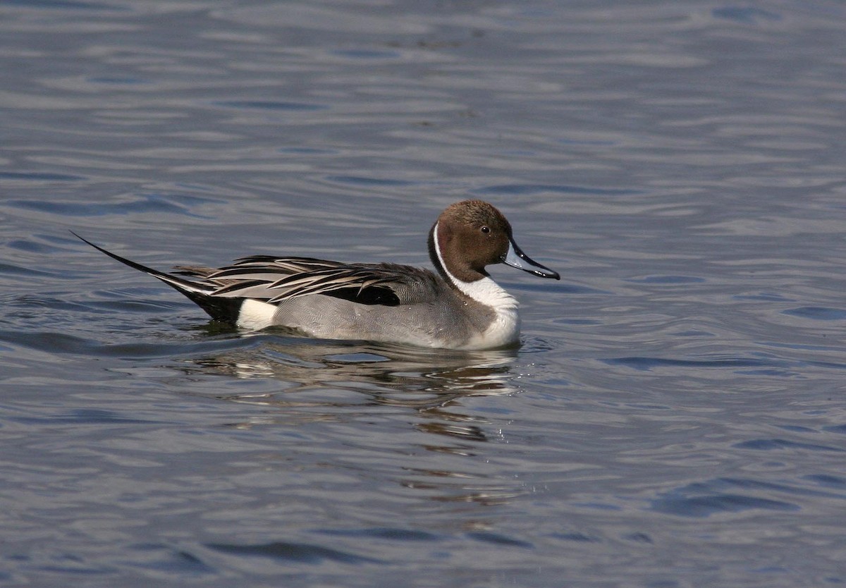 Northern Pintail - ML629137987