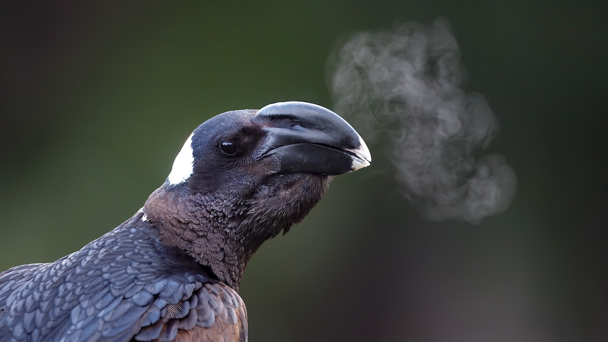 Thick-billed Raven - ML629138034