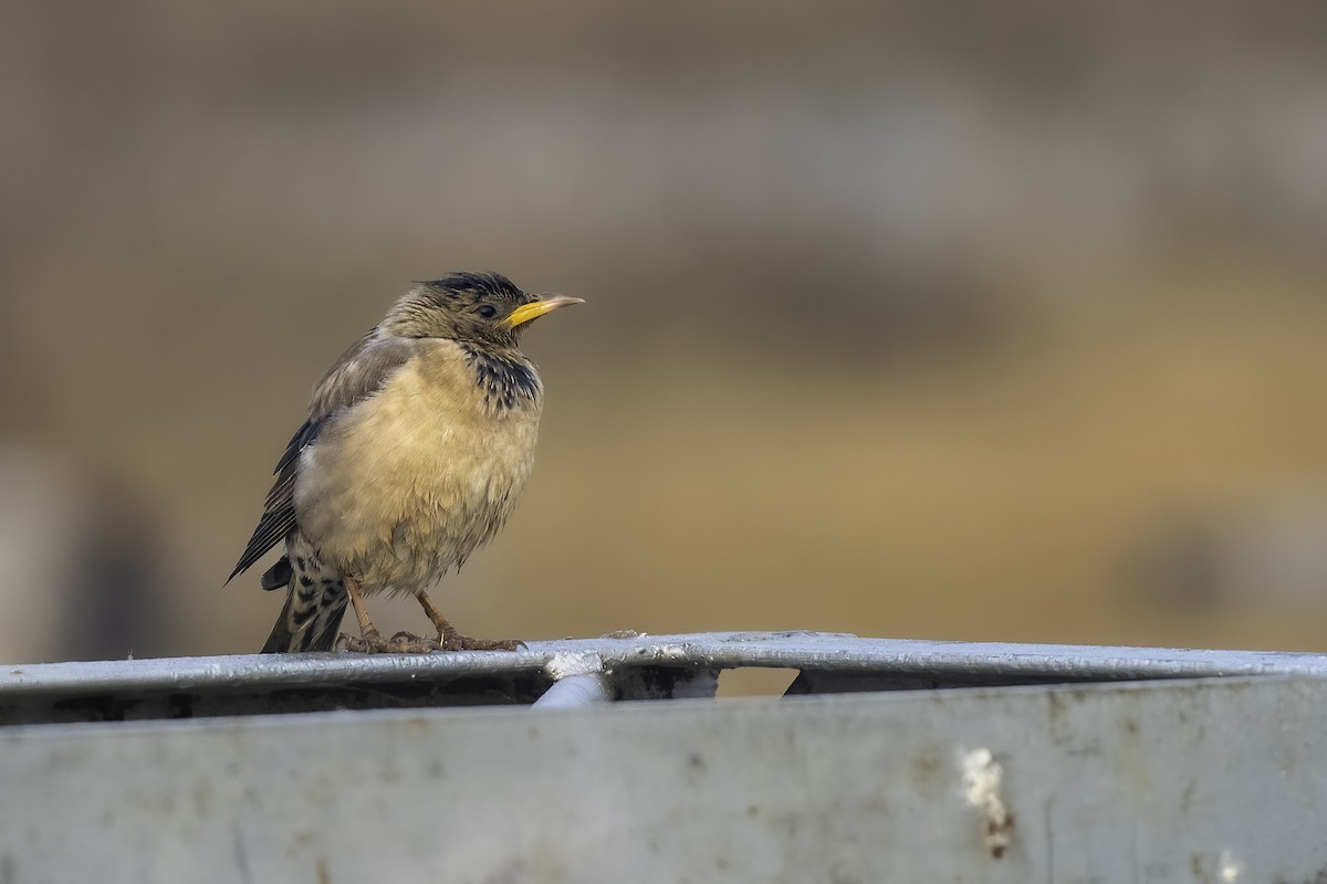 Rosy Starling - ML629138206