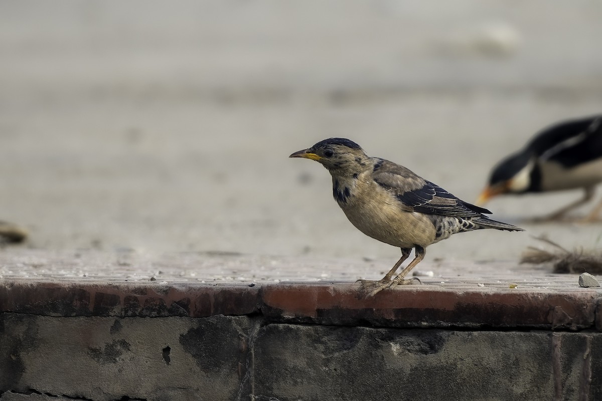 Rosy Starling - ML629138207