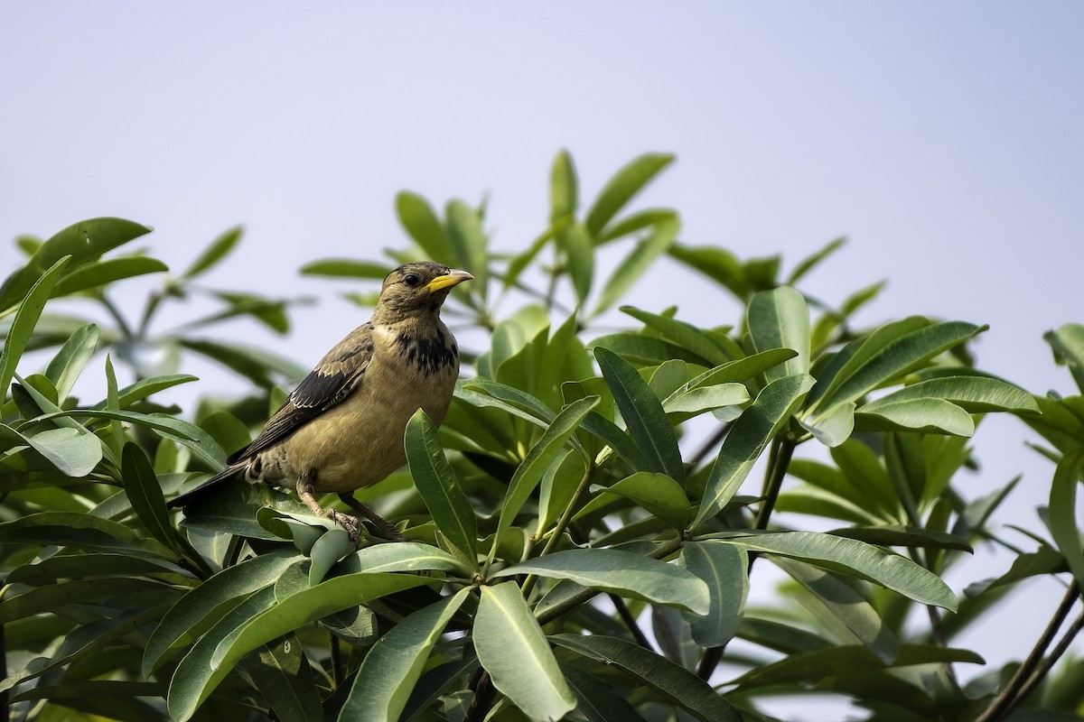 Rosy Starling - ML629138209