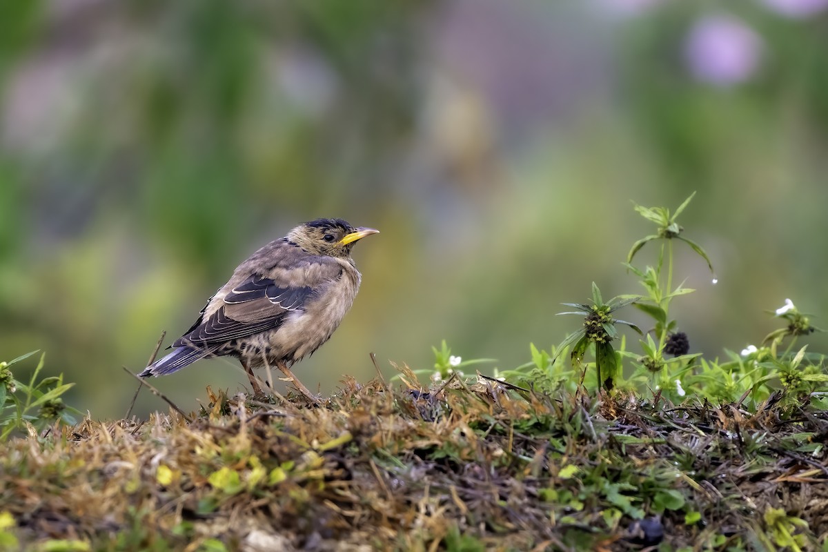 Rosy Starling - ML629138210
