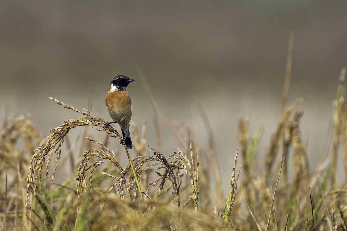Siberian Stonechat - ML629138257