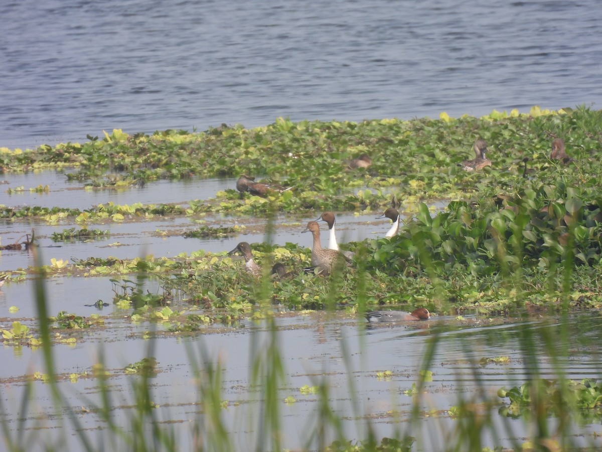 Northern Pintail - ML629138273