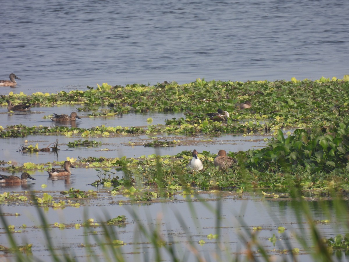 Northern Pintail - ML629138274