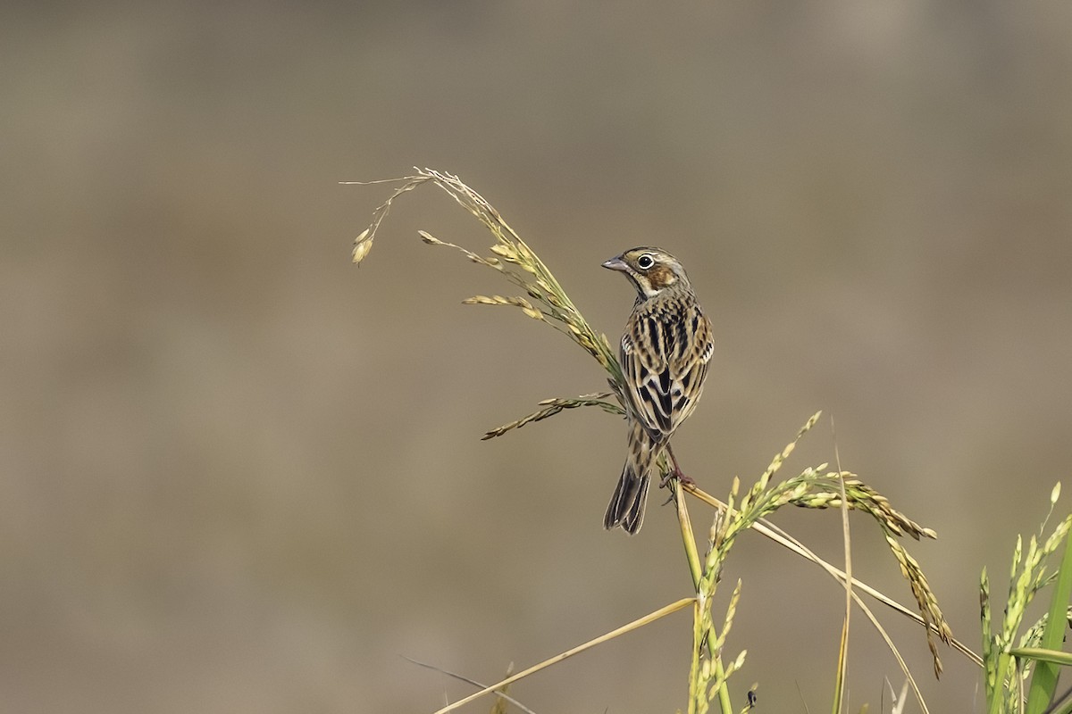 Chestnut-eared Bunting - ML629138336