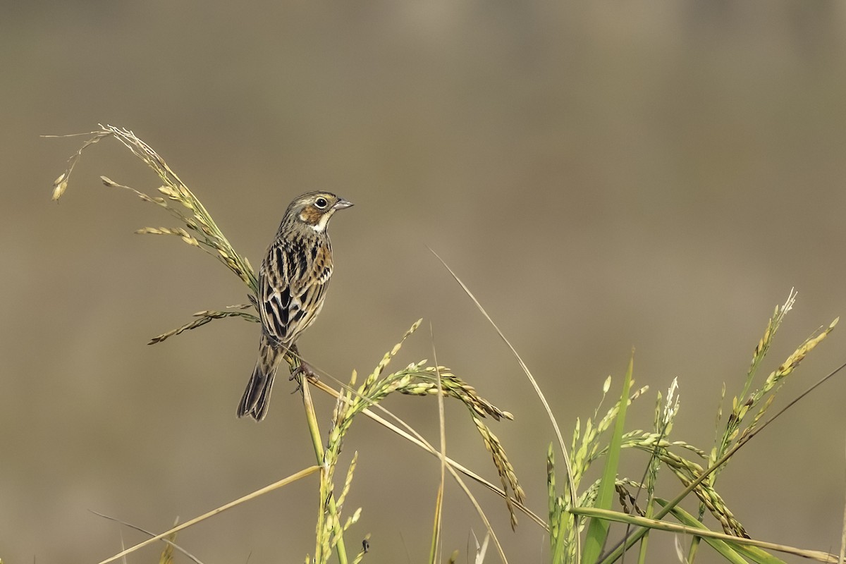 Chestnut-eared Bunting - ML629138337