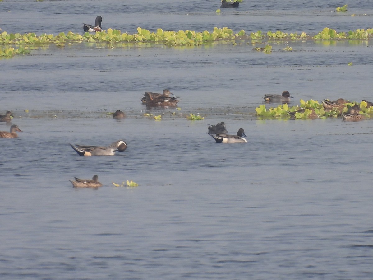 Northern Pintail - ML629138658