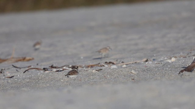 Snowy Plover (Northern) - ML629138676