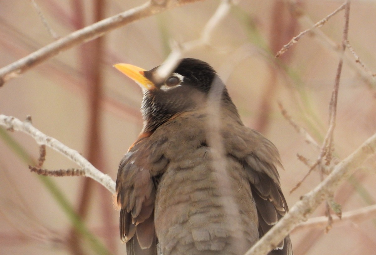 American Robin - ML629138781