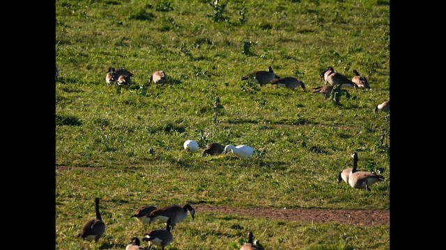 Ross's Goose - ML629138882