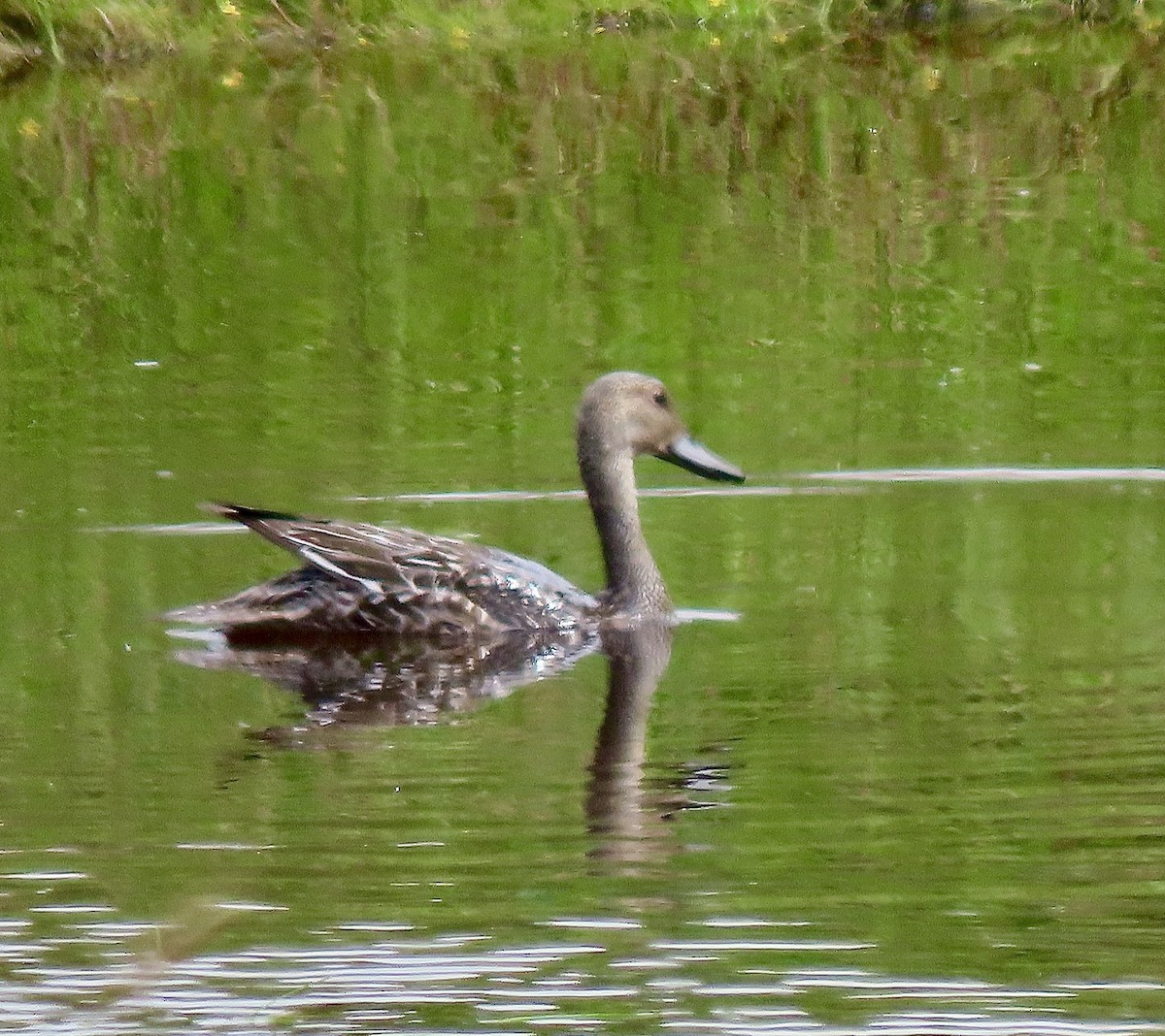 Northern Pintail - ML629138985