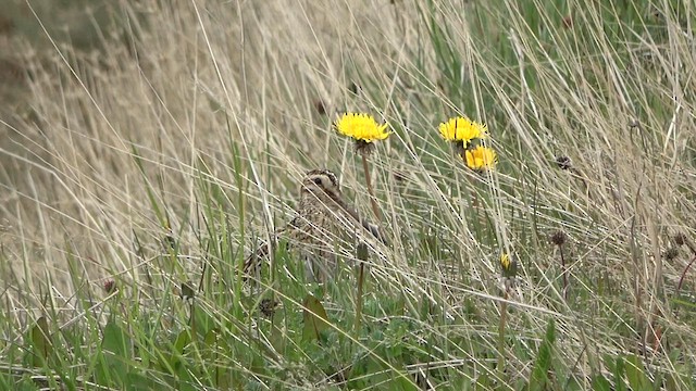 Magellanic Snipe - ML629139111