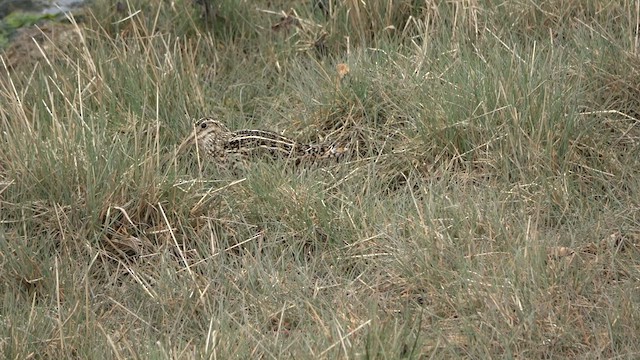 Magellanic Snipe - ML629139112