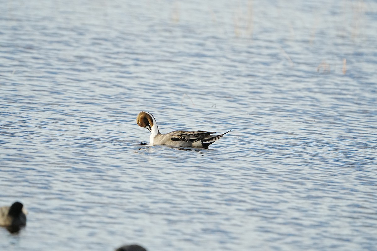 Northern Pintail - ML629139191