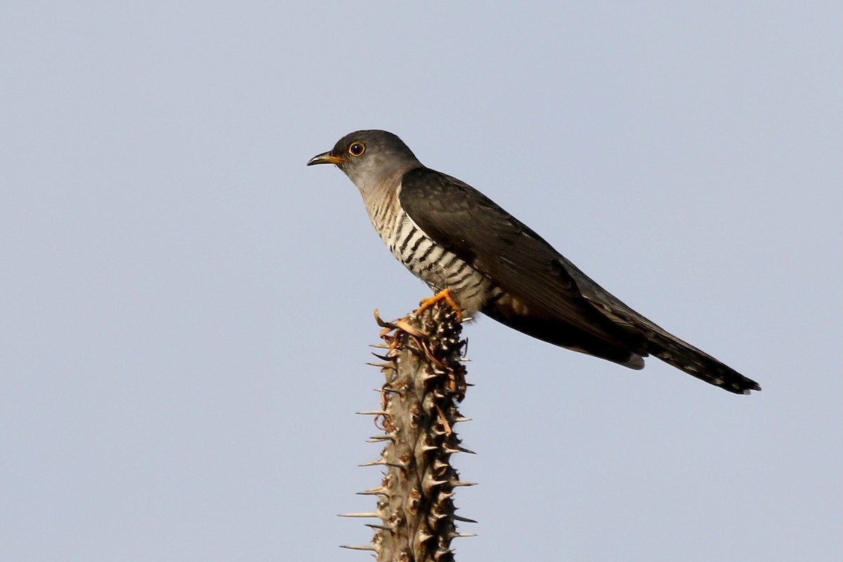 Madagascar Cuckoo - ML629139272