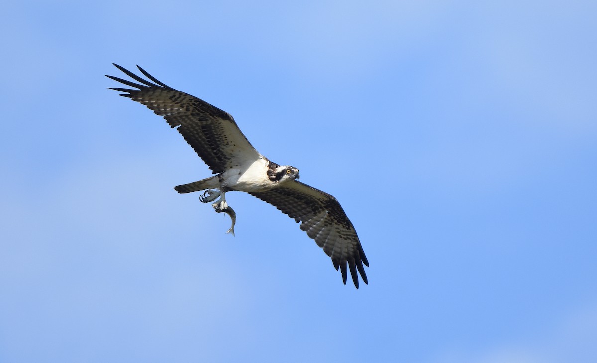 Osprey - ML629139448