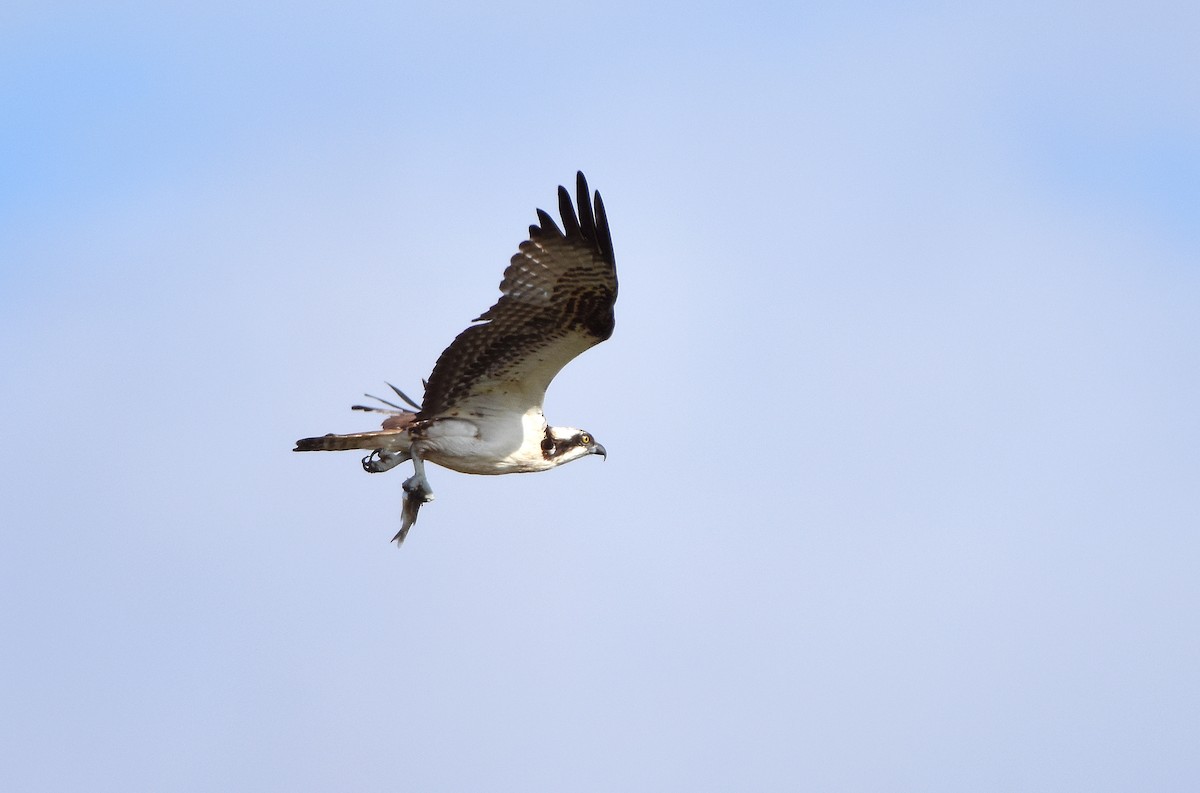 Osprey - ML629139449