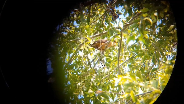 Mangrove Cuckoo - ML629139450