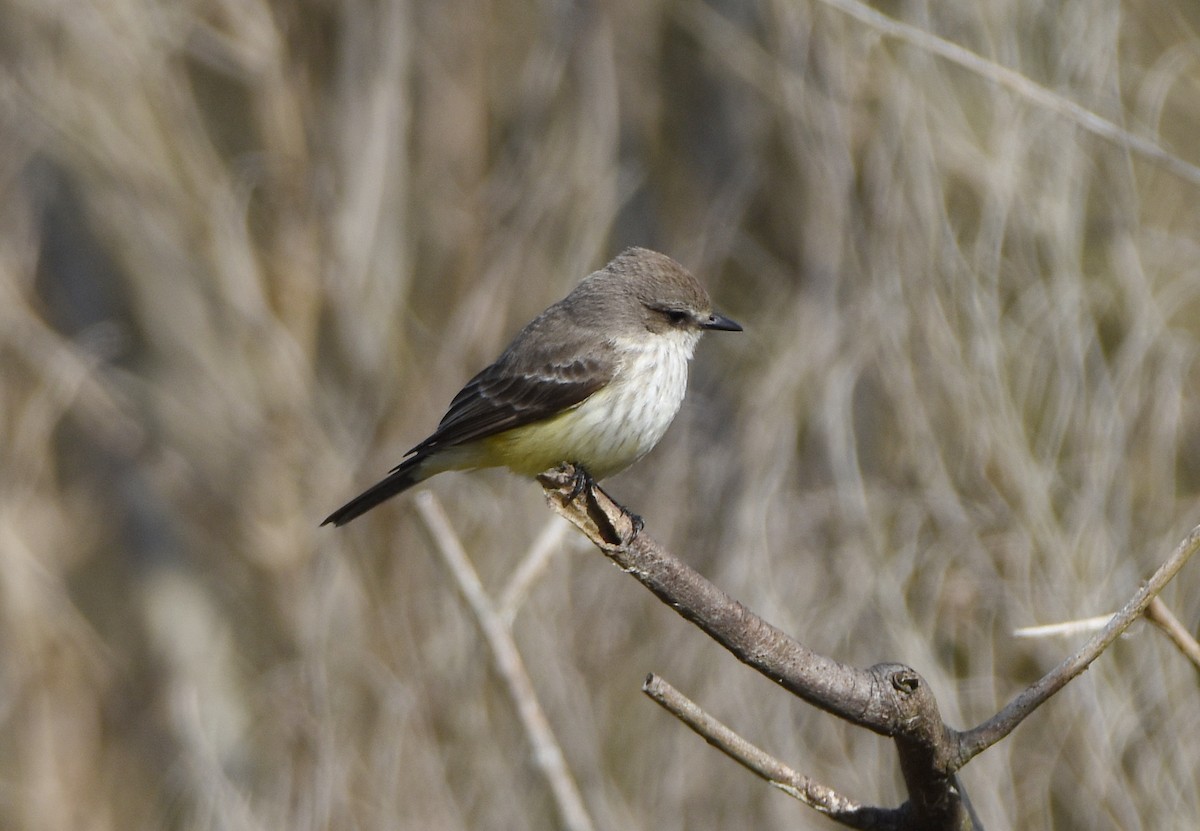 Vermilion Flycatcher - ML629139484