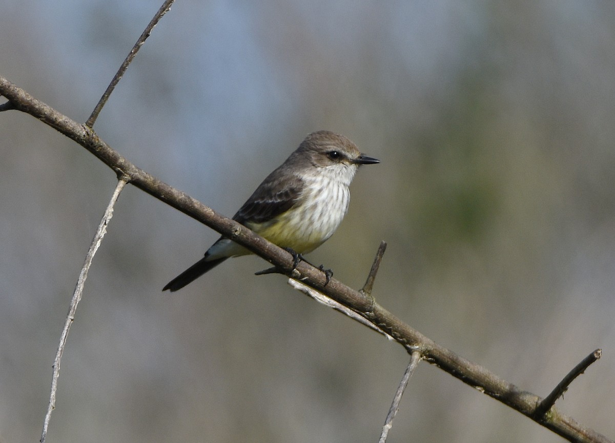 Vermilion Flycatcher - ML629139492